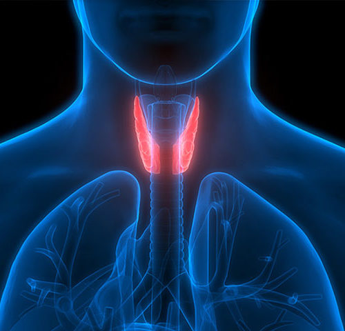 Endocrinologia