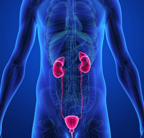 Urologia